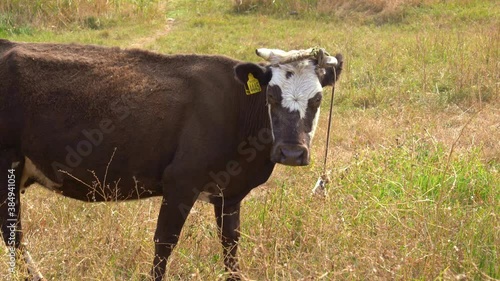 Wallpaper Mural a bull with a yellow chip in its ear grazes in a meadow. symbol of the year 2021. Torontodigital.ca