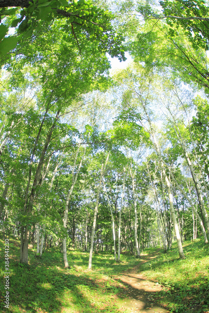Fototapeta premium 新緑の森