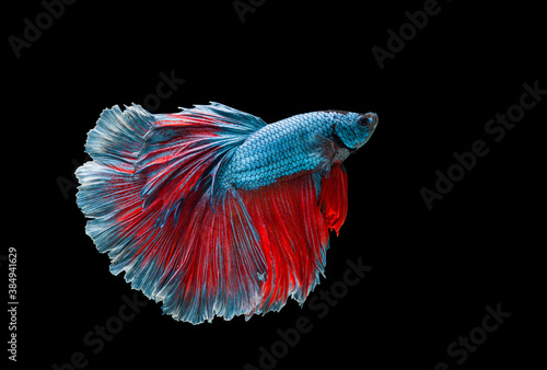 Photography Colourful betta fish,Siamese fighting fish in movement isolated on black background