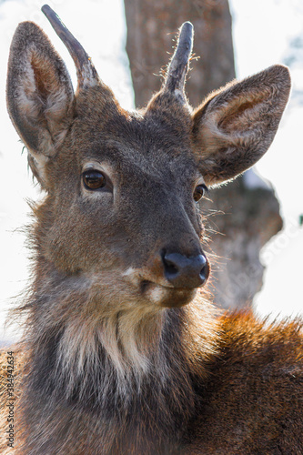 Young deer in the zoo close up. Animals in the aviary.