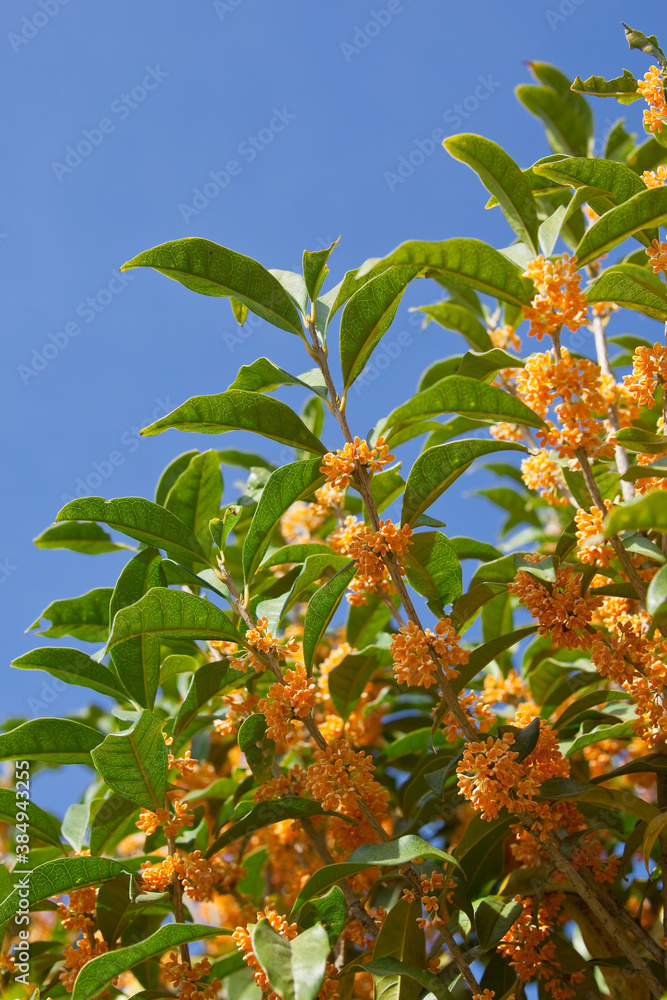 Fototapeta premium キンモクセイの花 