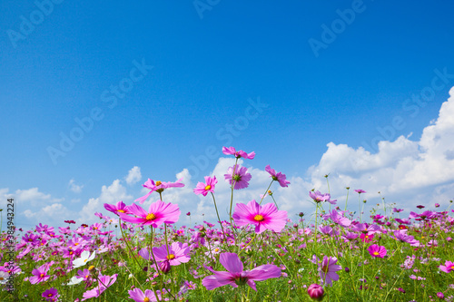 青空とピンクのコスモス  © 田村広充
