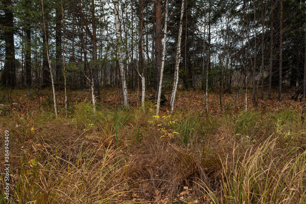 Fototapeta premium A row of birches on the border between the forest and the field