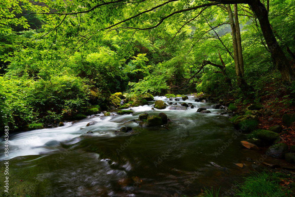 Obraz premium 夏の緑の中を流れる渓流 -日本、長野県、杜鵑峡（トケンキョウ）