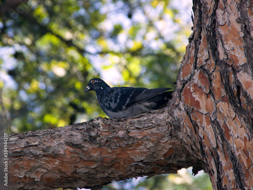 pigeon sitting on a tree branch