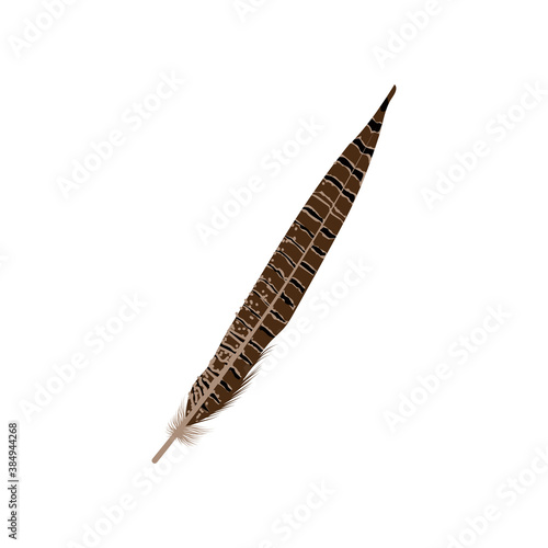 Feather of prey bird. Beautiful detailed long brown feather of bird vector illustration isolated on white background