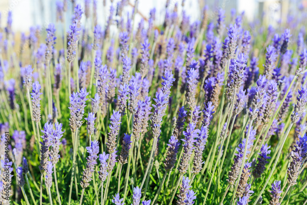 Ripe blue lavender flowers