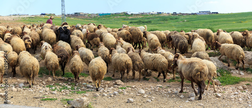 Herd of sheep crossing the road