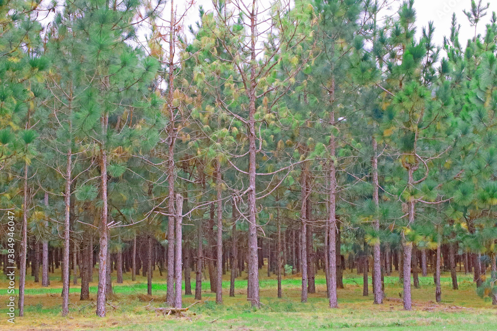 Fototapeta premium Pine tree farm in the country