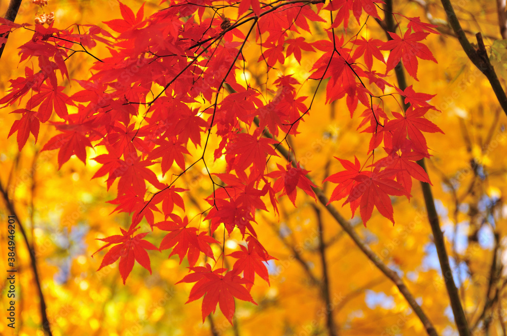紅葉 紅葉