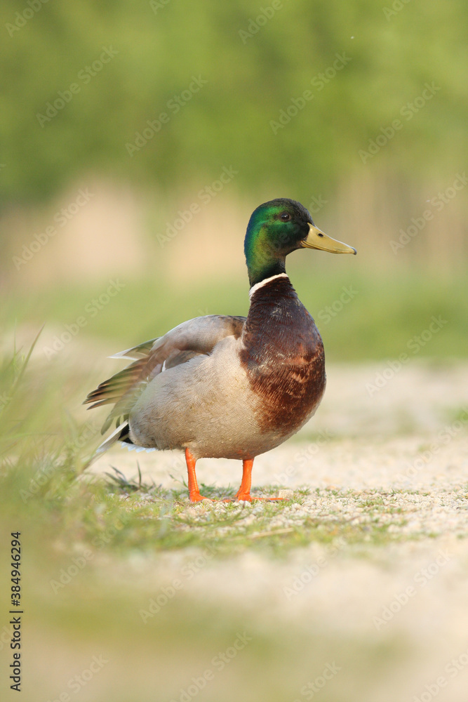Curious male mallard (Anas platyrhynchos) standing on the road Curious male mallard (Anas platyrhynchos) standing on the road