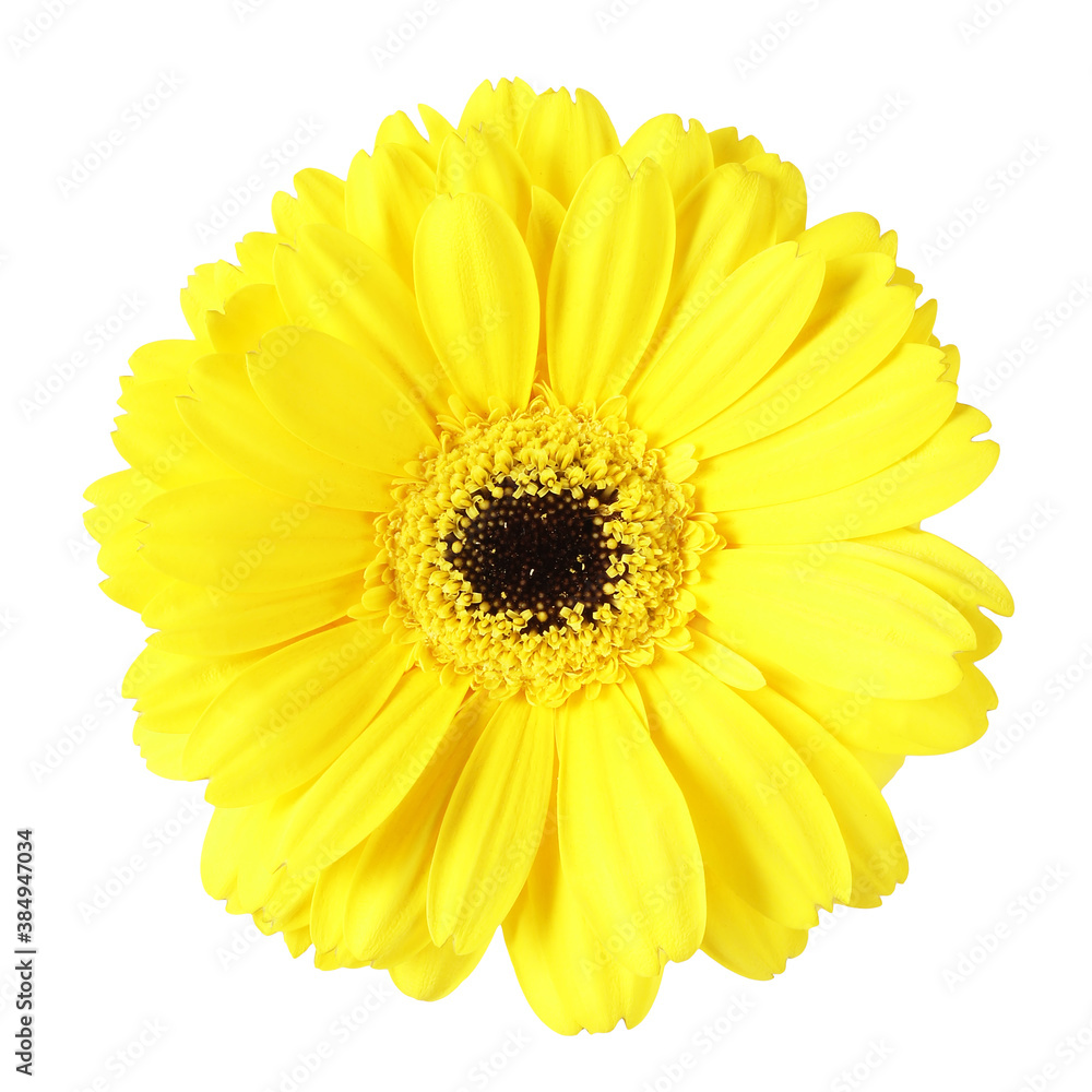 gerbera flower isolated on white background