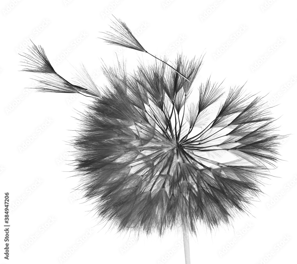Obraz premium dandelion isolated on white background