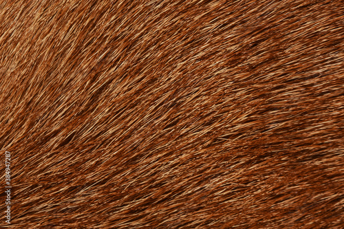 Cuadro en lienzo Brown fur full frame for the background