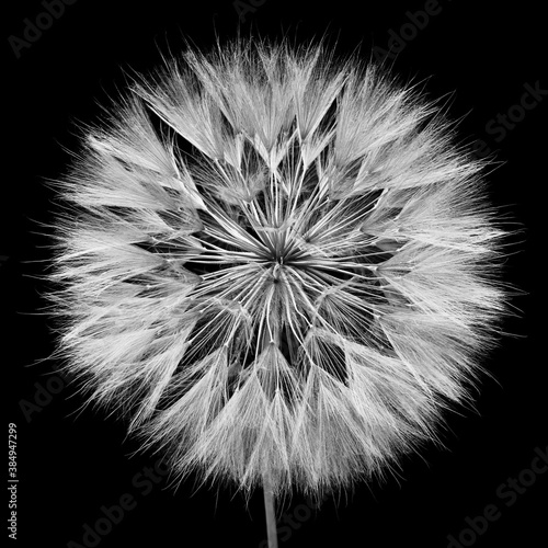 dandelion isolated on black background