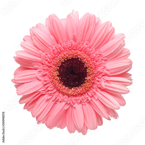 gerbera flower isolated on white background