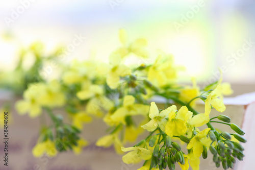 ブロッコリーの黄色い花