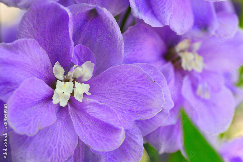 Obraz premium クローズアップした紫のデルフィニューム