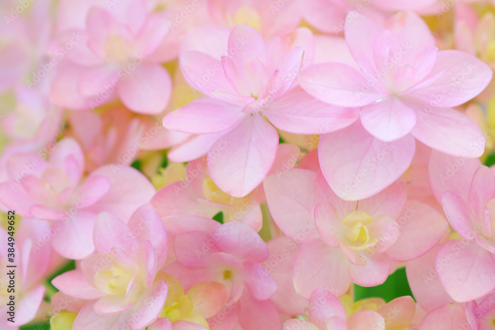 Obraz premium クローズアップしたピンク色のアジサイ