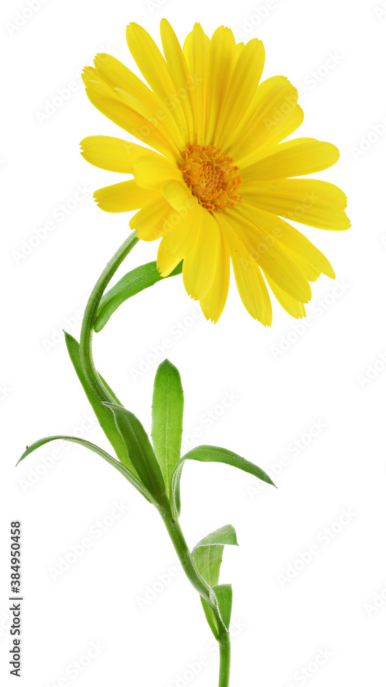 Fototapeta premium Calendula flowers close up isolated