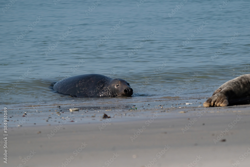 Fototapeta premium One Grey Seal, Halichoerus grypus. Swimming in the sea with head above water. Beach in foreground