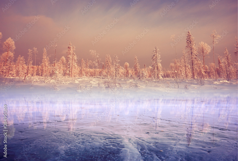 Obraz premium forest by the lake, winter landscape, transparent ice nature view