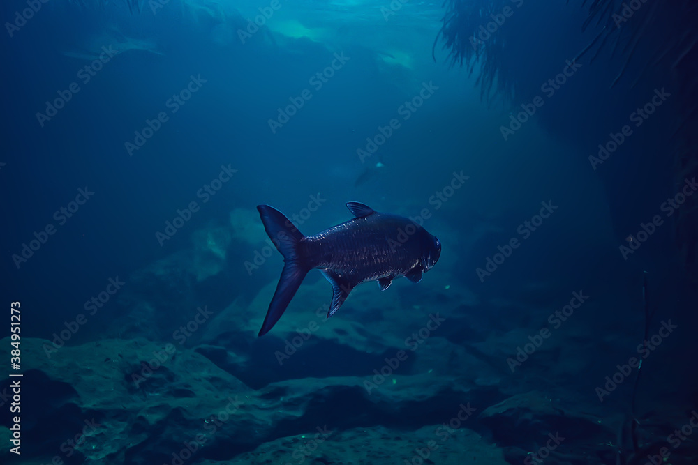 Obraz premium tarpon underwater, large sea fish, tarpon in the wild, fishing underwater photo