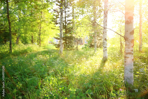 green branches leaves background / abstract view seasonal summer forest, foliage green, eco concept