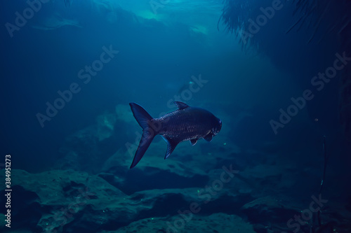 tarpon underwater  large sea fish  tarpon in the wild  fishing underwater photo