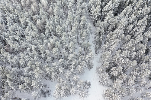 panorama winter forest landscape snow, abstract seasonal view of taiga, trees covered with snow