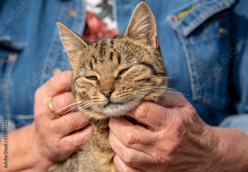 An elderly woman s hands are stroking a tabby cat that is squinting with pleasure.