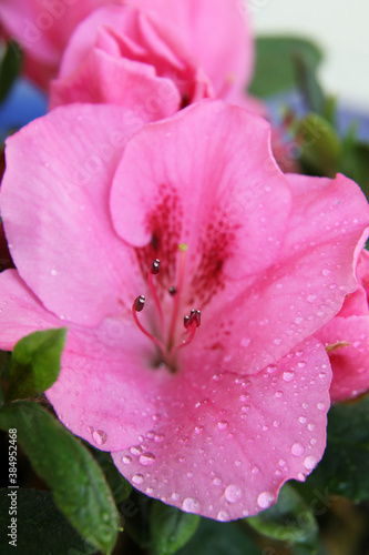 Closeup of beautiful pink azelea flower with water droplets photo