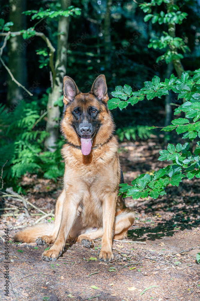 Brown German Shepherd dog, male sits in the woods on the sand, tongue sticking out. Trees in the background