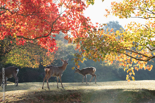 秋の奈良公園 © Paylessimages