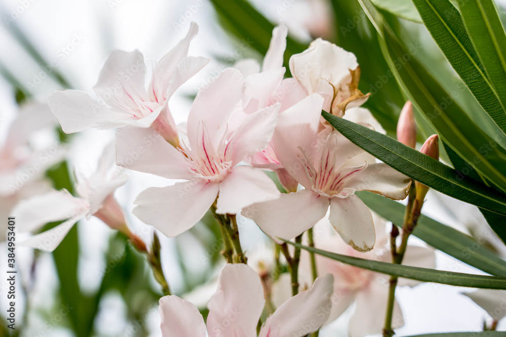 Obraz premium White Oleander flowers