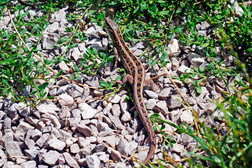 Naklejka premium lizard on the grass