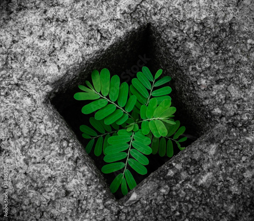 Green trees are growing on the cement floor