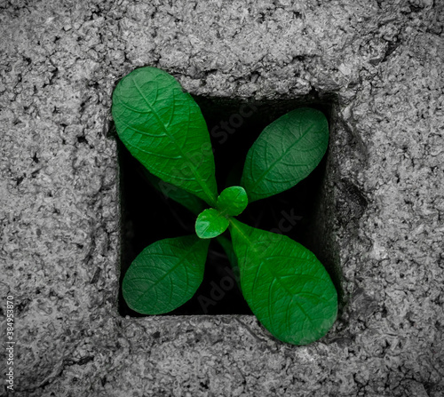 Green trees are growing on the cement floor