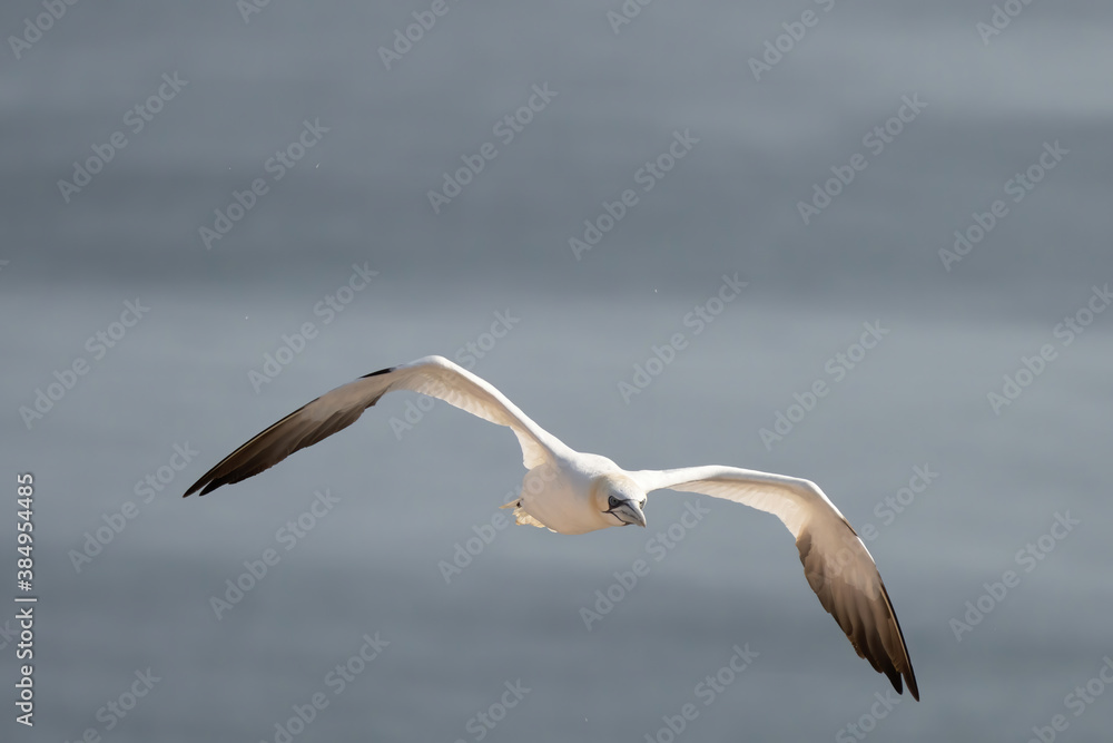 A single white and yellow gannet flies through the sky, blue, gray sea in background A single white and yellow gannet flies through the sky, blue, gray sea in background
