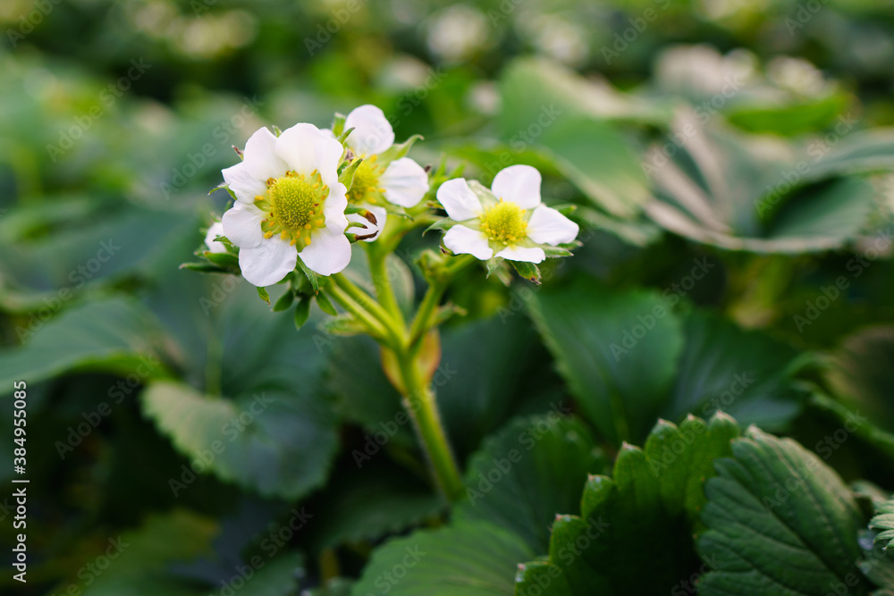 White strawberry flowers with green leaves White strawberry flowers with green leaves