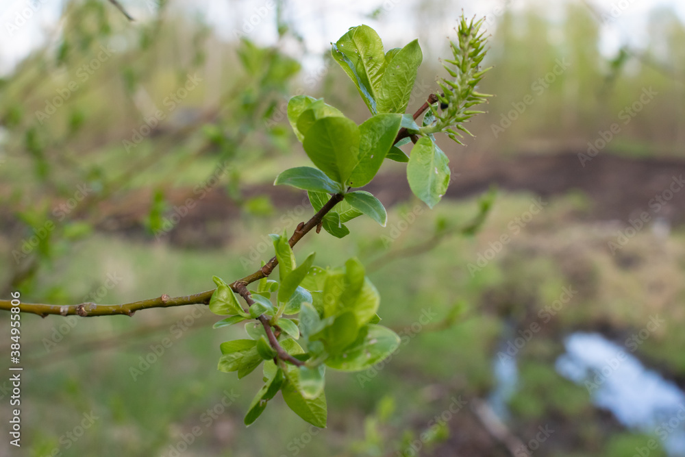 young leaves on a twig bloom in the spring on trees young leaves on a twig bloom in the spring on trees