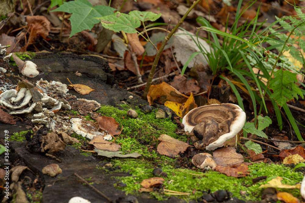 mushrooms in the forest in autumn, against the background of green grass mushrooms in the forest in autumn, against the background of green grass