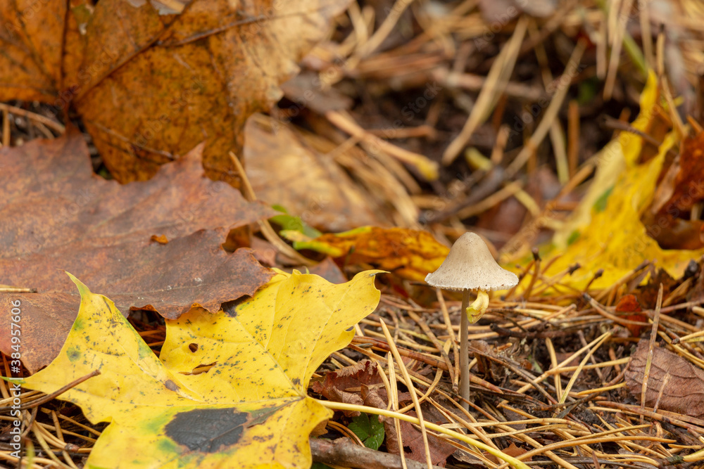 mushroom between the autumn leaves mushroom between the autumn leaves