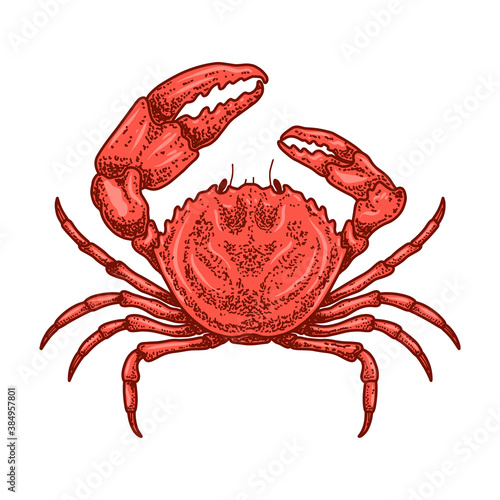 Illustration of crab in engraving style. Design element for logo, emblem, sign, poster, card, banner. Vector illustration