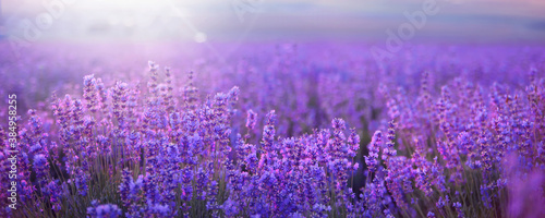 Sunset sky over a summer lavender field