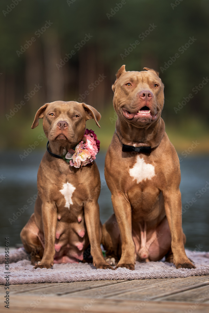 two american pit bull terrier dogs sitting outdoors together two american pit bull terrier dogs sitting outdoors together