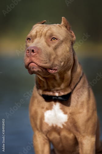 american pit bull terrier dog portrait wearing a bow tie