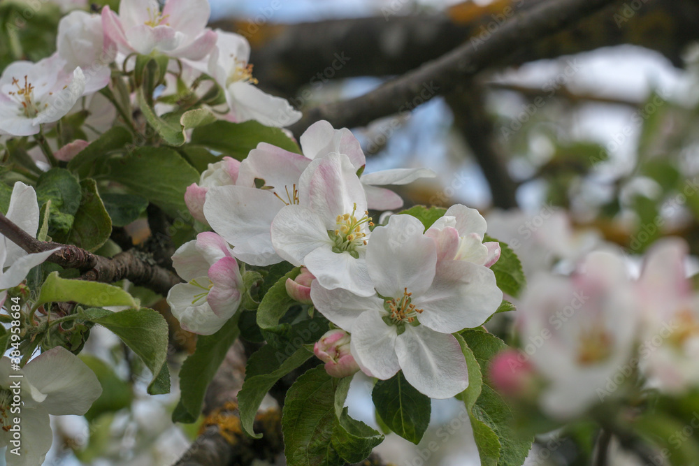 Obraz premium Beautiful white apple blossoms