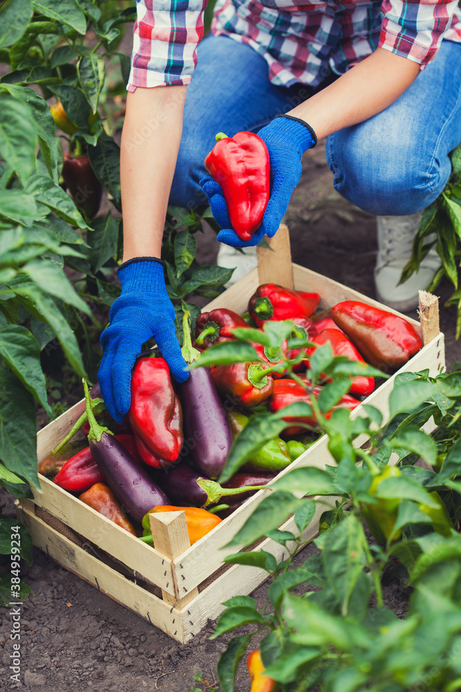 Fototapeta premium woman farmer harvests pepper and eggplant in the vegetable garden. Environmentally friendly vegetables