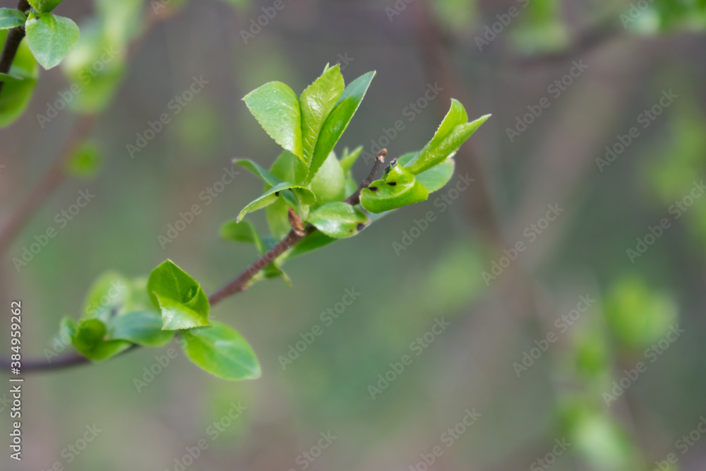 Young leaves of the plant bloomed in the spring Young leaves of the plant bloomed in the spring